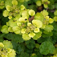 Chrysosplenium alternifolium